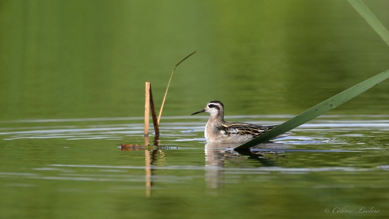 Phalarope  bec troit Y3A8630 - Red-necked Phalarope