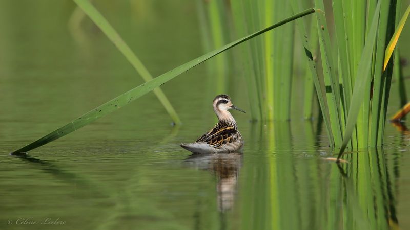 Phalarope  bec troit Y3A8612 - Red-necked Phalarope