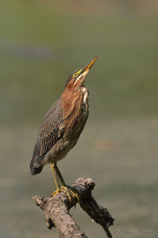 Hron vert Y3A8971 - Green Heron