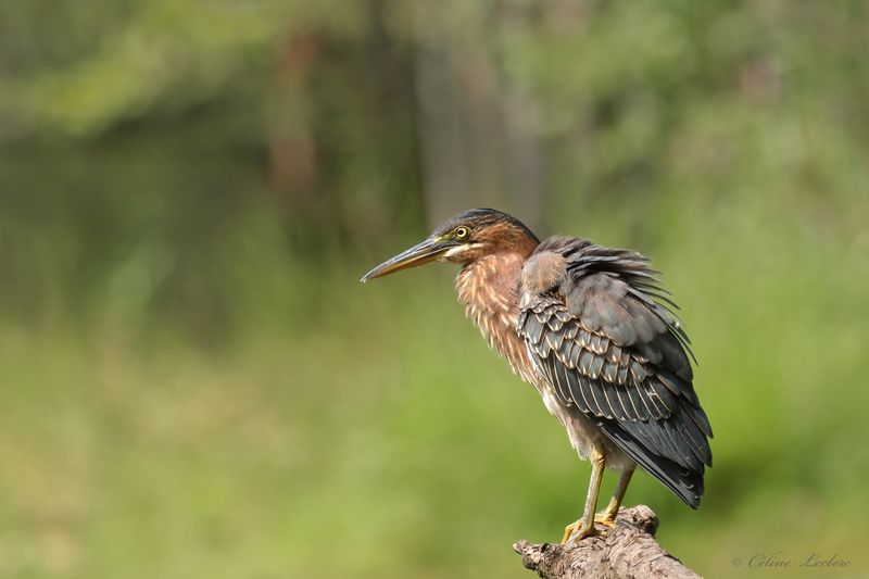 Hron vert Y3A9038 - Green Heron