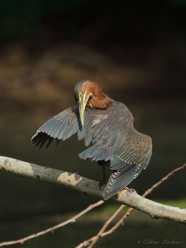 Hron vert Y3A9402 - Green Heron