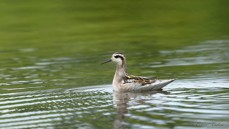 Phalarope  bec troit Y3A8518 - Red-necked Phalarope
