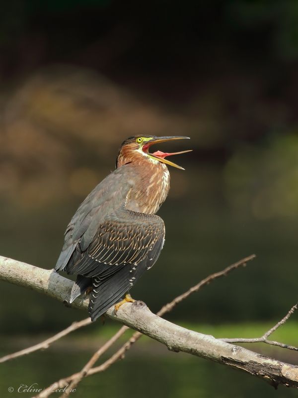 Hron vert Y3A9368 - Green Heron