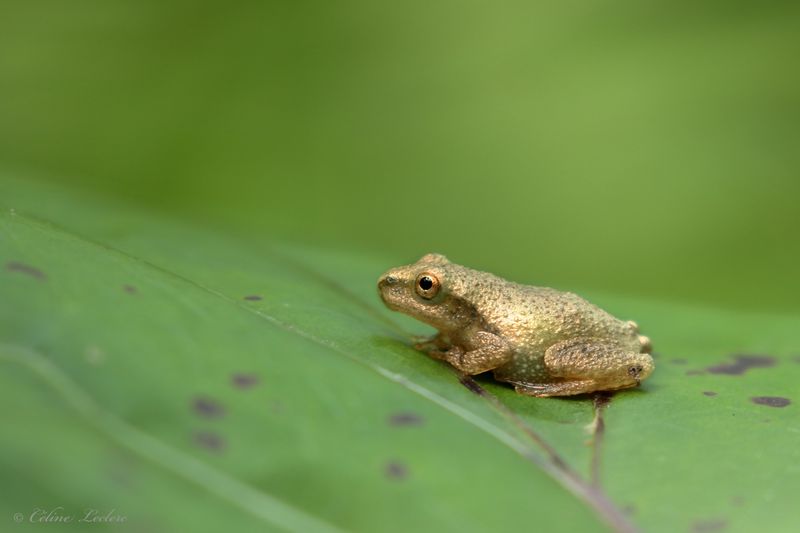 Rainette crucifère Y3A8016 - Spring peeper