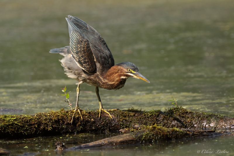 Hron vert Y3A9275 - Green Heron