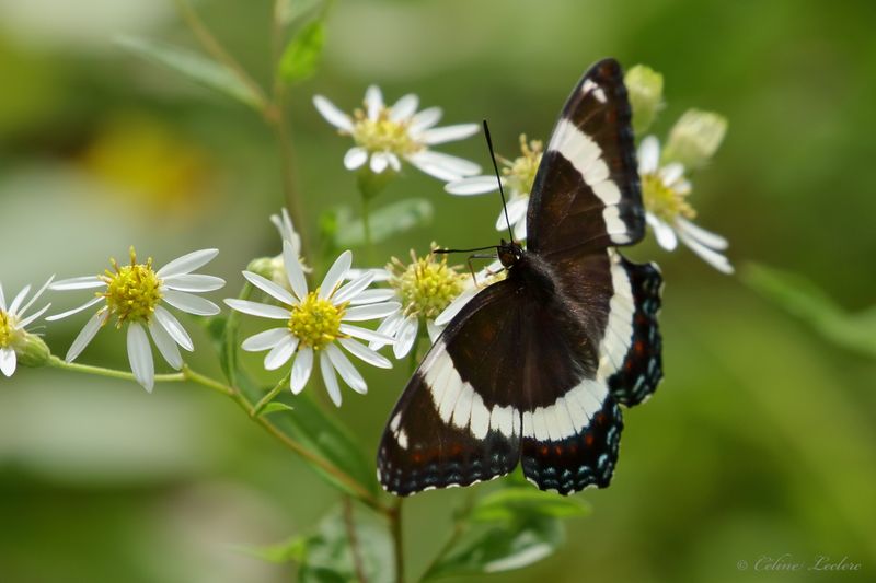 Amiral blanc Y3A8686 - White Admiral