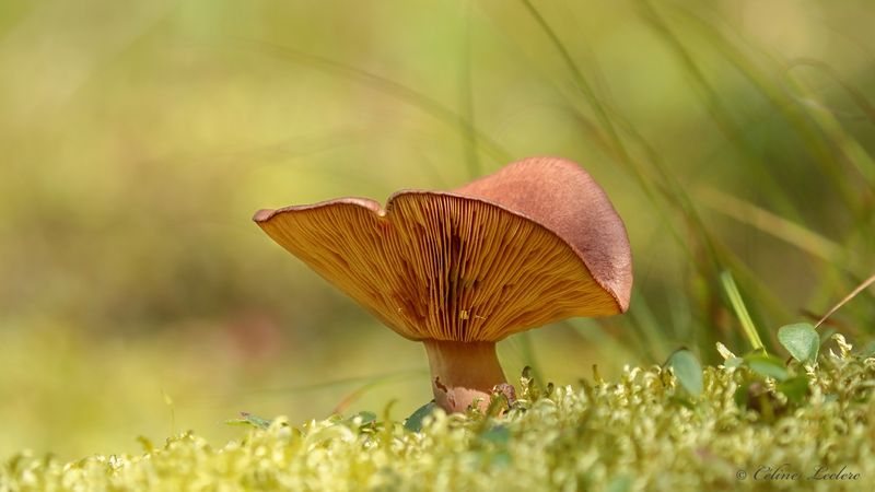 Champignon Y3A9615 - Mushroom