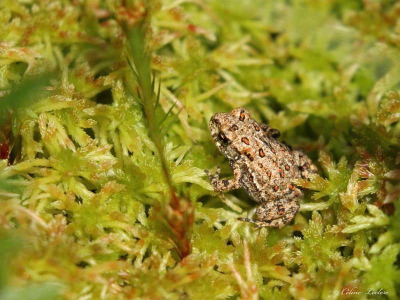 Crapaud d'Amérique Y3A9643 - American Toad