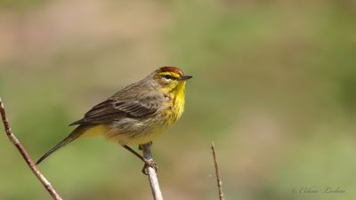 Paruline  couronne rousse Y3A3233 - Palm Warbler