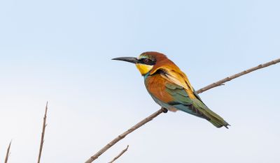 Bee-eater Valley of Sous April bild 6708.jpg