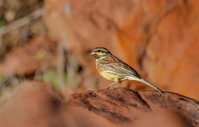 Cirl bunting male Morocco apr 1633.jpg