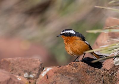 Moussier's redstart male Nedre Oukaimeden March bild 1786.jpg