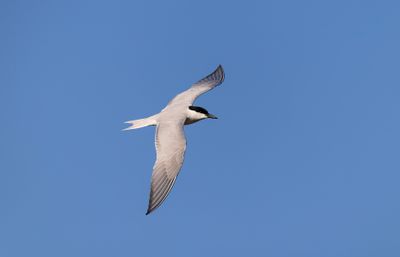 Gull-billed tern adult Oues Sous April bild 9117.jpg