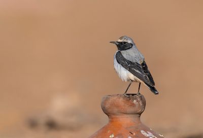 Seebohm's wheatear male Boumalne March 3654.jpg