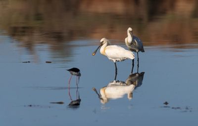 Spoonbills Oues Sous April 9251.jpg