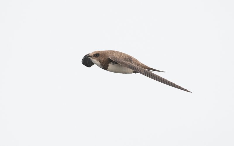 Alpine swift (Tachymarptis melba)