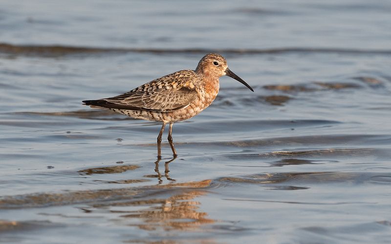 Curlew sandpiper (Calidris ferruginea)