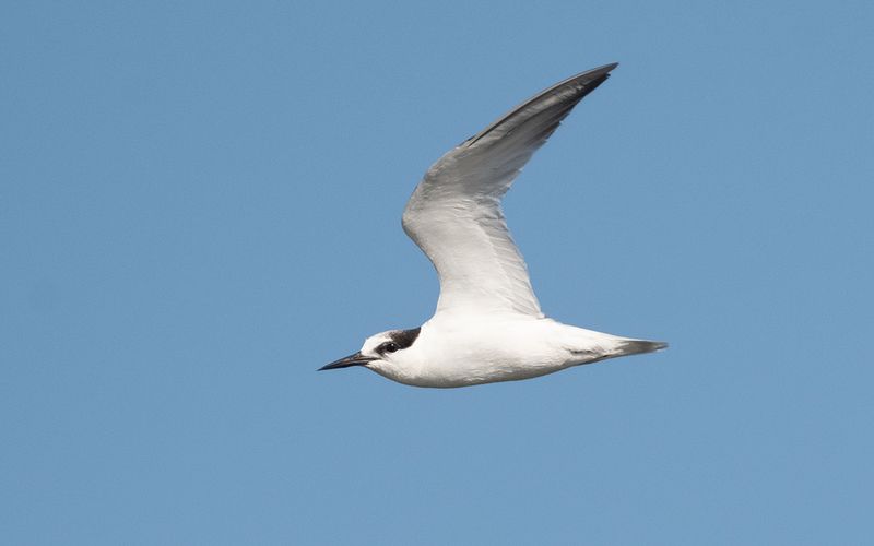 Little tern (Sternula albifrons)