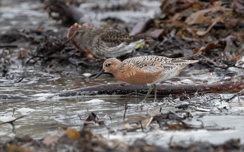 Red knot (Calidris canutus)