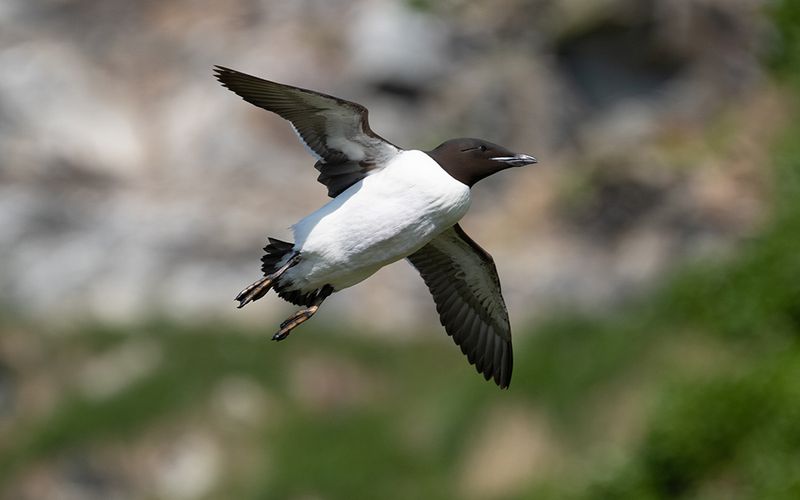 Brünnichs guillemot (Uria lomvia)