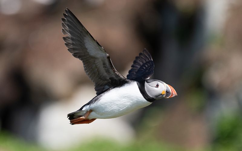 Atlantic puffin (Fratercula arctica)