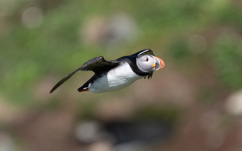 Atlantic puffin (Fratercula arctica)