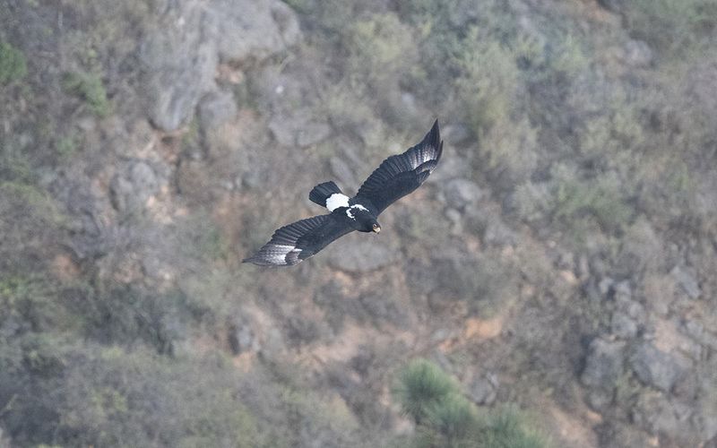 Verreauxs eagle (Aquila verreauxii)