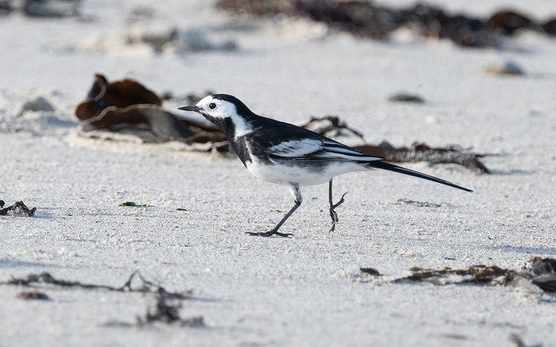 Pied wagtail (Motacilla alba yarrellii)