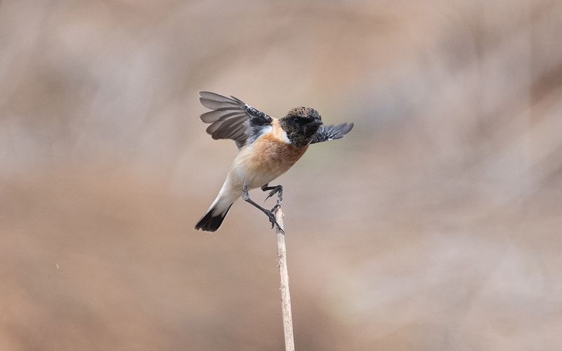 Siberian stonechat (Caspian) (Saxicola maurus hemprichii)