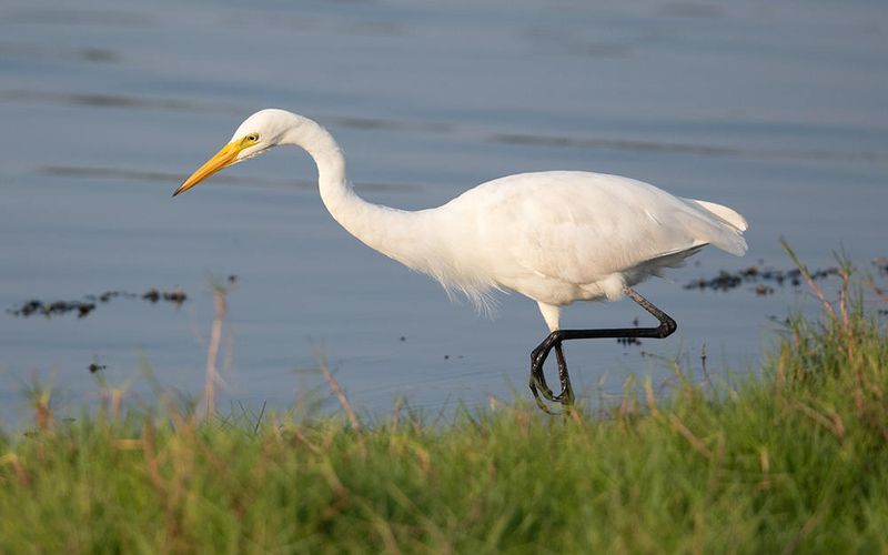 Medium egret (Ardea intermedia)