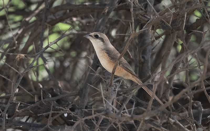 Brown shrike (Lanius cristatus)