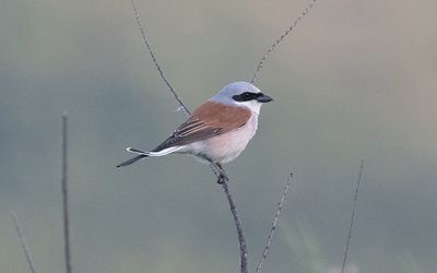 Red-backed shrike (Lanius collurio)
