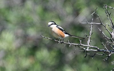 Masked shrike (Lanius nubicus)