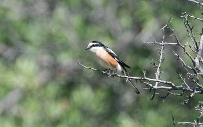 Masked shrike (Lanius nubicus)
