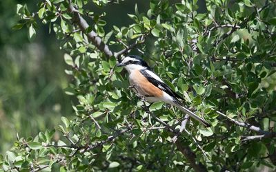 Masked shrike (Lanius nubicus)