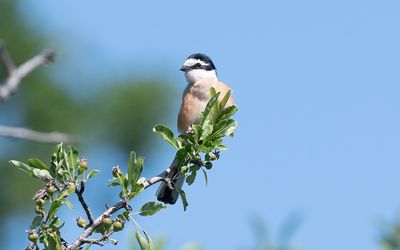 Masked shrike (Lanius nubicus)