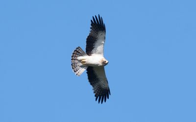 Booted eagle