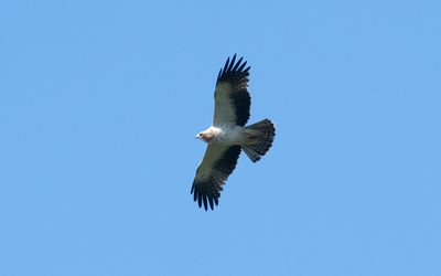 Booted eagle (Aquila pennata)
