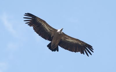 Eurasian griffon vulture (Gyps fulvus)