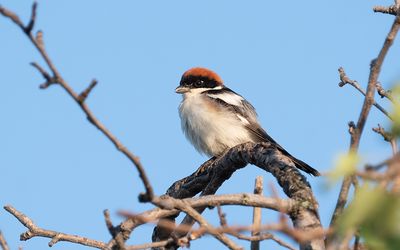 Woodchat shrike (Lanius senator)