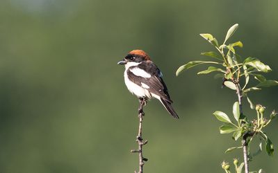 Woodchat shrike