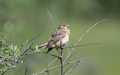 Black-headed bunting (Emberiza melanocephala)