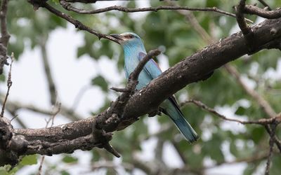 European roller