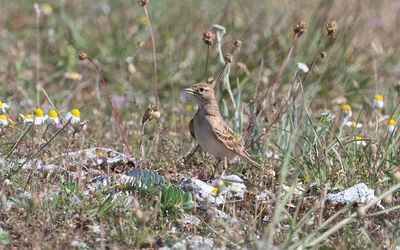 Greater short-toed lark (Calandrella brachydactyla)