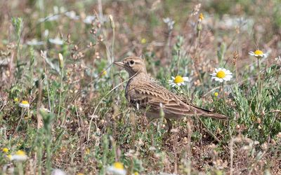 Greater short-toed lark (Calandrella brachydactyla)
