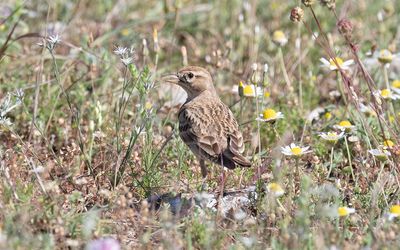 Greater short-toed lark (Calandrella brachydactyla)