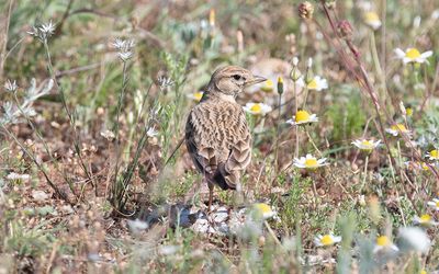 Greater short-toed lark