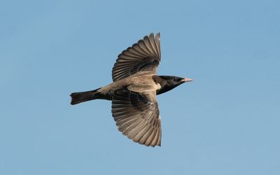 Rosy starling (Pastor roseus)