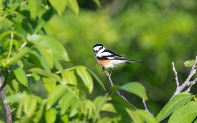 Masked shrike (Lanius nubicus)