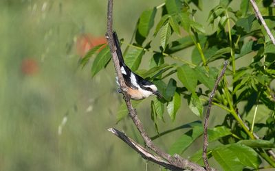 Masked shrike (Lanius nubicus)
